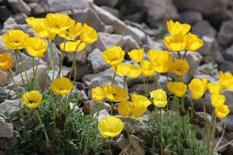 Trauerbegleitung Kudla Ostallgäu – Raum Füssen Blumen